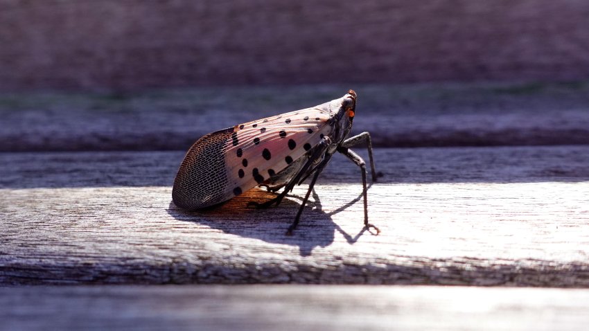 NEW YORK, NY – SEPTEMBER 18: A spotted lanternfly walks across a table at Pier 57 on September 18, 2025, in New York City. (Photo by Gary Hershorn/Getty Images)