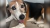 After nearly 5 years of waiting, Jersey Shore shelter dog finally adopted
