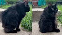 Meemers is stealing hearts all over the internet, much like her famous doppelgänger Jimothy the Raccoon.