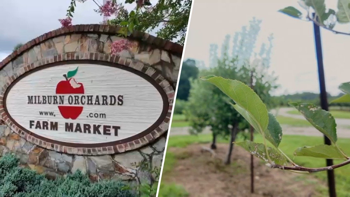 No apples to pick? Millburn Orchards finds new ways to keep families coming for fall traditions