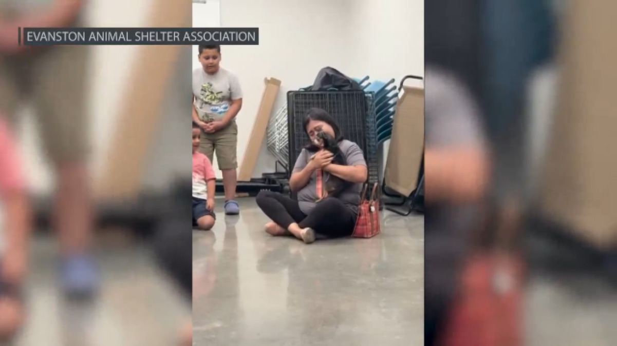 Dog missing for 12 years reunited with Chicago family in incredible scene