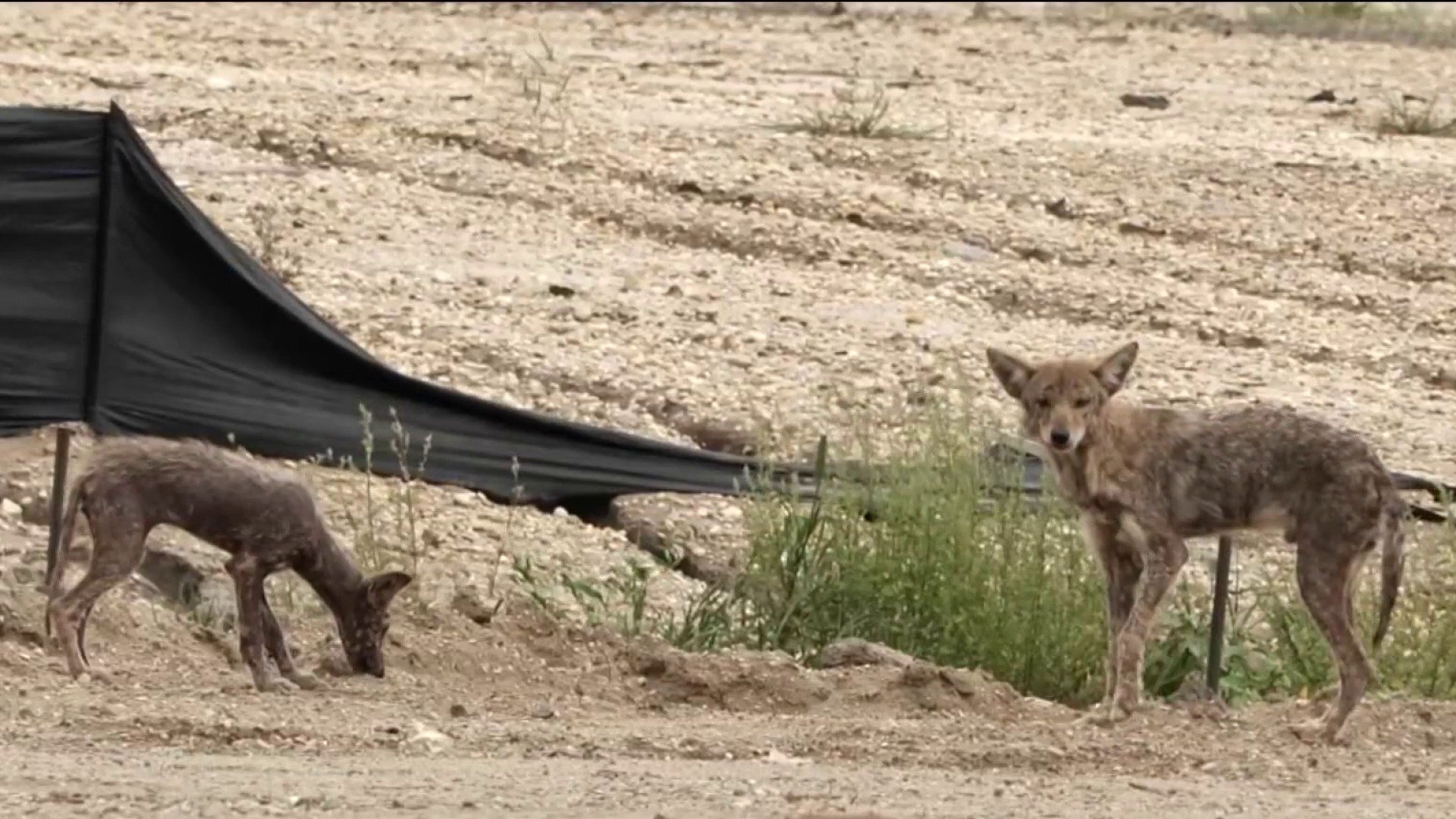 Wildwood warns people to stop feeding coyotes after spike in sightings