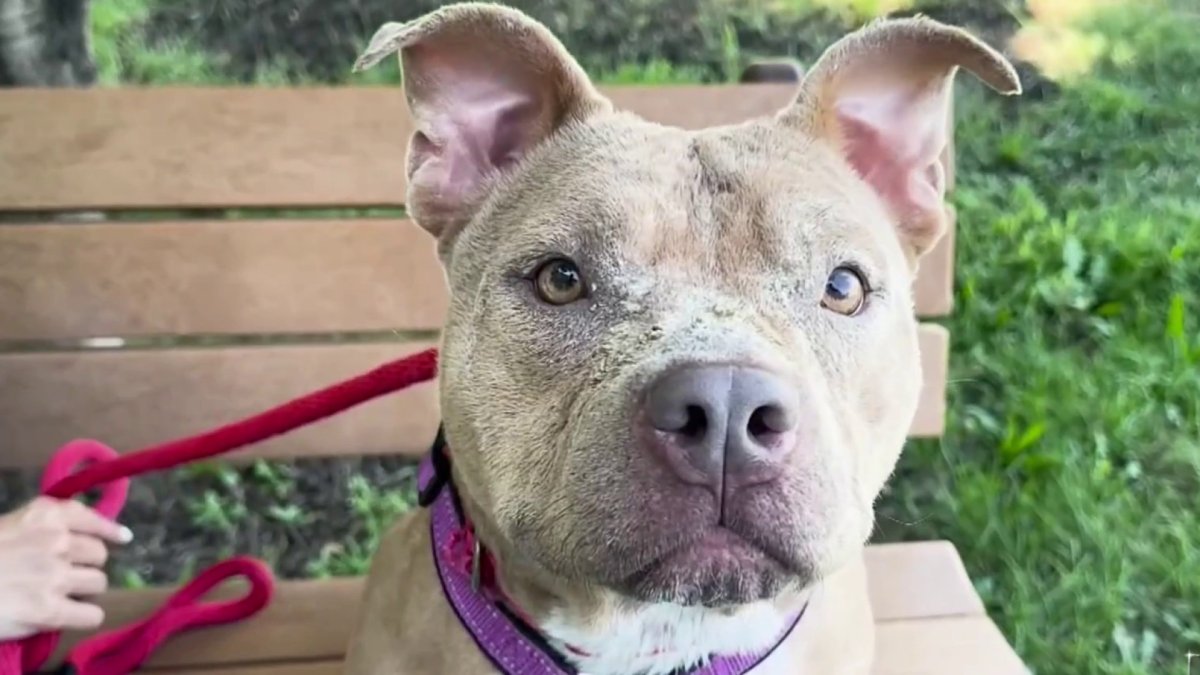 Clear The Shelters: Meet Bella Lynne