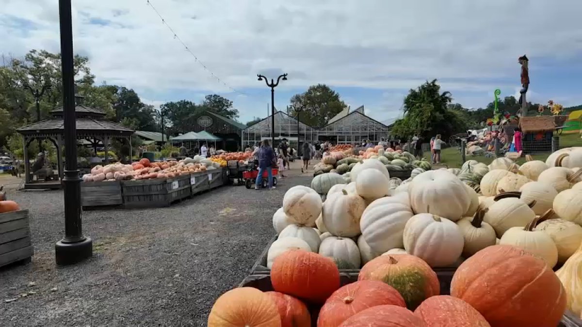 Pa. farms face crop losses, higher fuel costs this fall – NBC10 Philadelphia