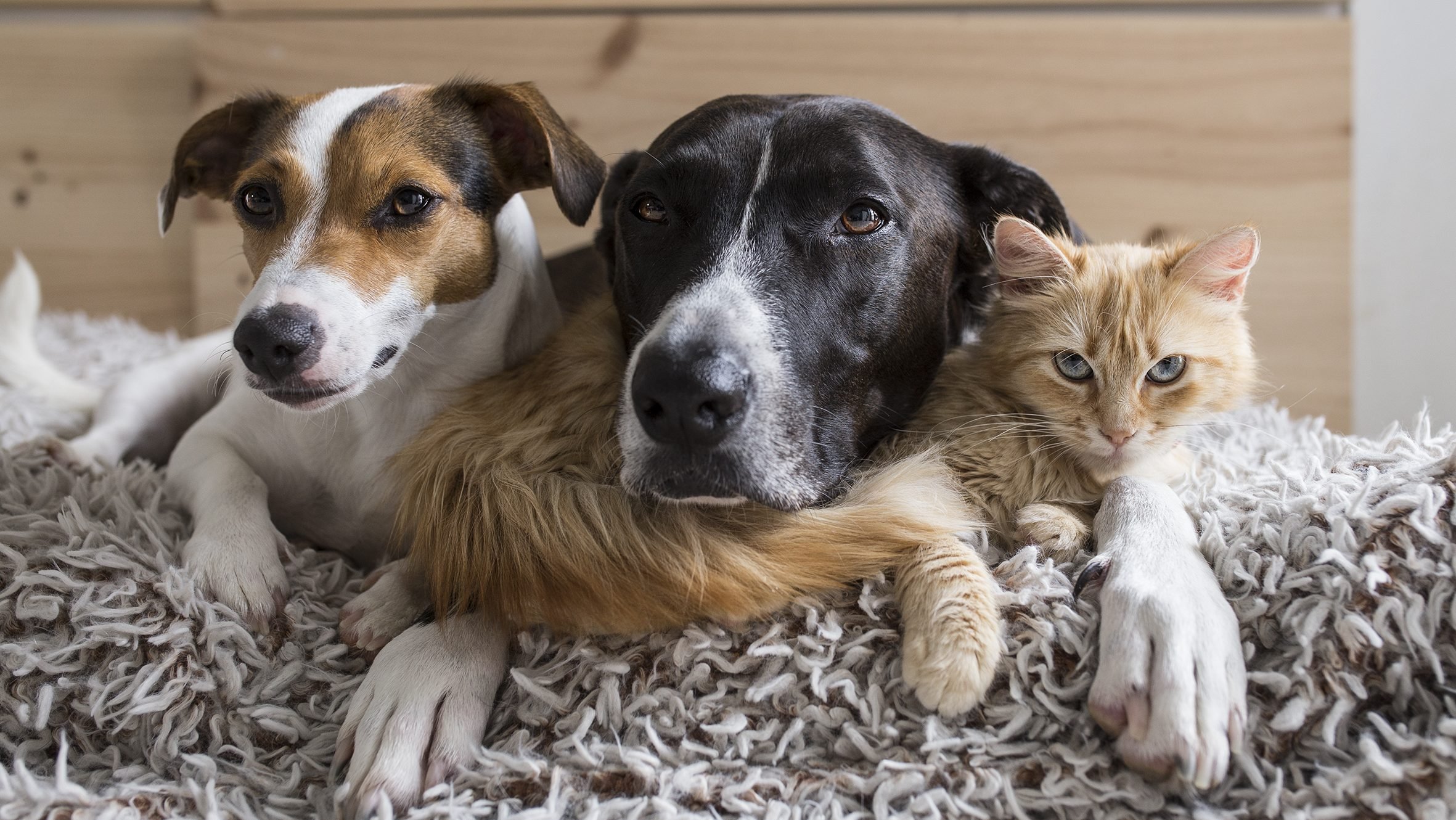 2026 Clear The Shelters campaign drives 135K pet adoptions, raises $480K in donations