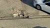 Large pothole seemingly disables several vehicles along I-76 in Conshohocken