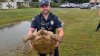 Slow-speed chase ends with tortoise ‘in custody' in New Jersey
