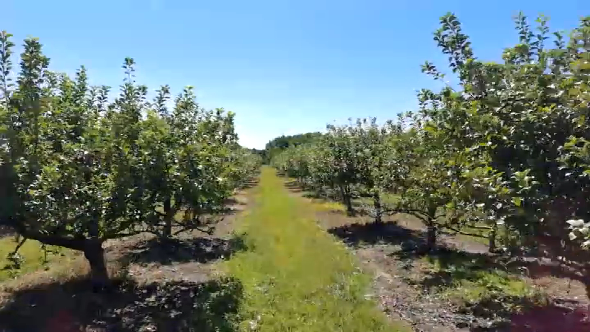 nbcphiladelphia.com - Siobhan McGirl - No apples to pick? South Jersey farms find new ways to deliver fall fun