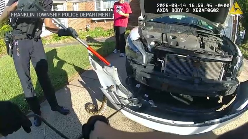 snake into car