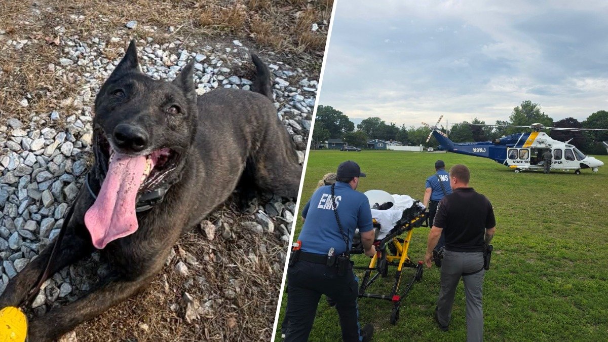 NJ K-9 unit, Loki, saved by medevac after falling ill, police say