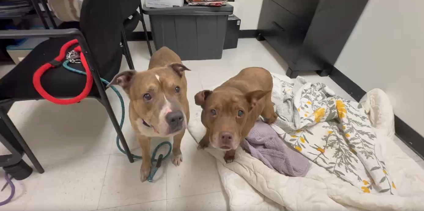Champ and Cocoa are in need of new homes after they were rescued from a deadly house fire in Manayunk on Wednesday, ACCT Philly says.