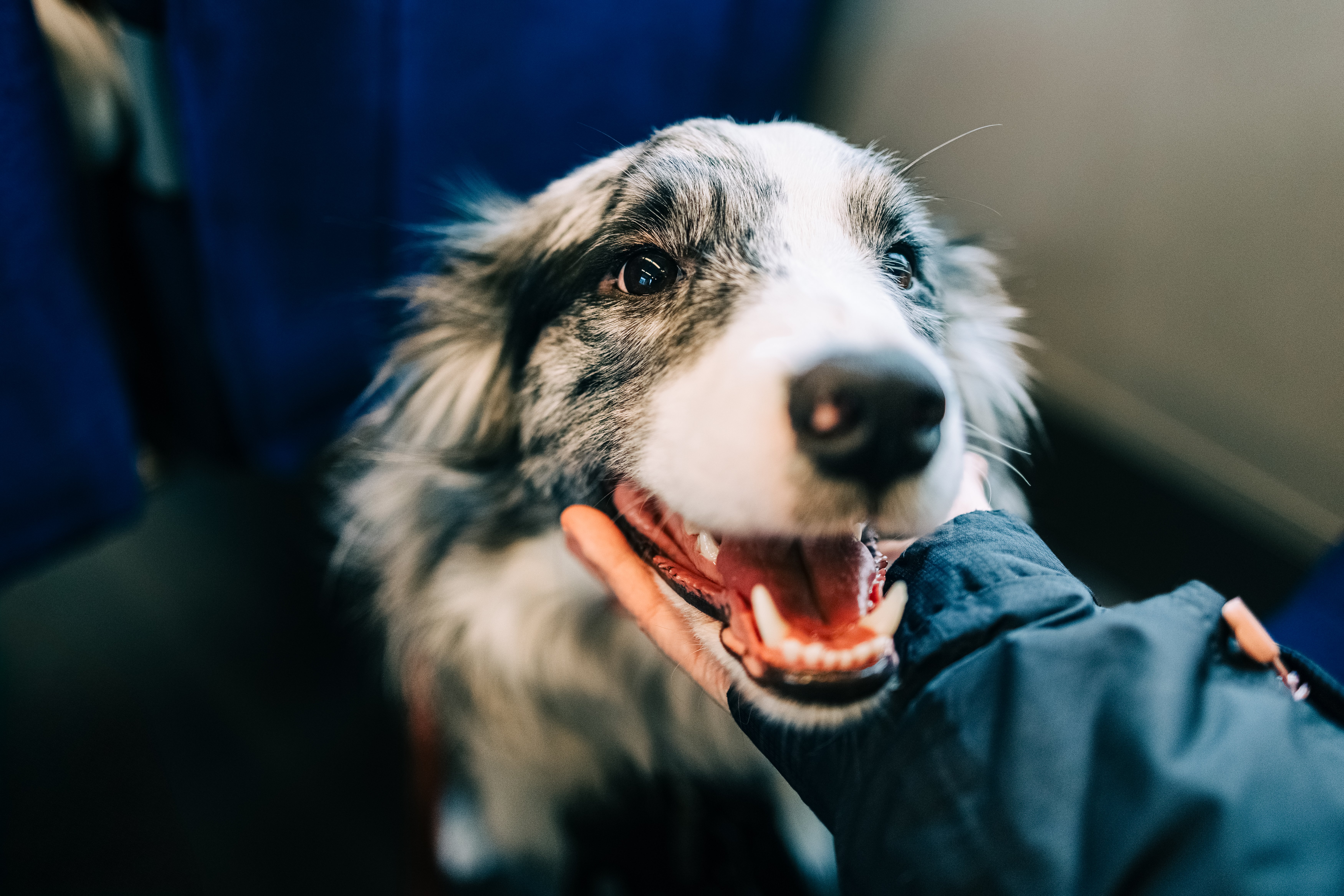 Brandywine Valley SPCA offers a sweet deal to help you find your next best friend
