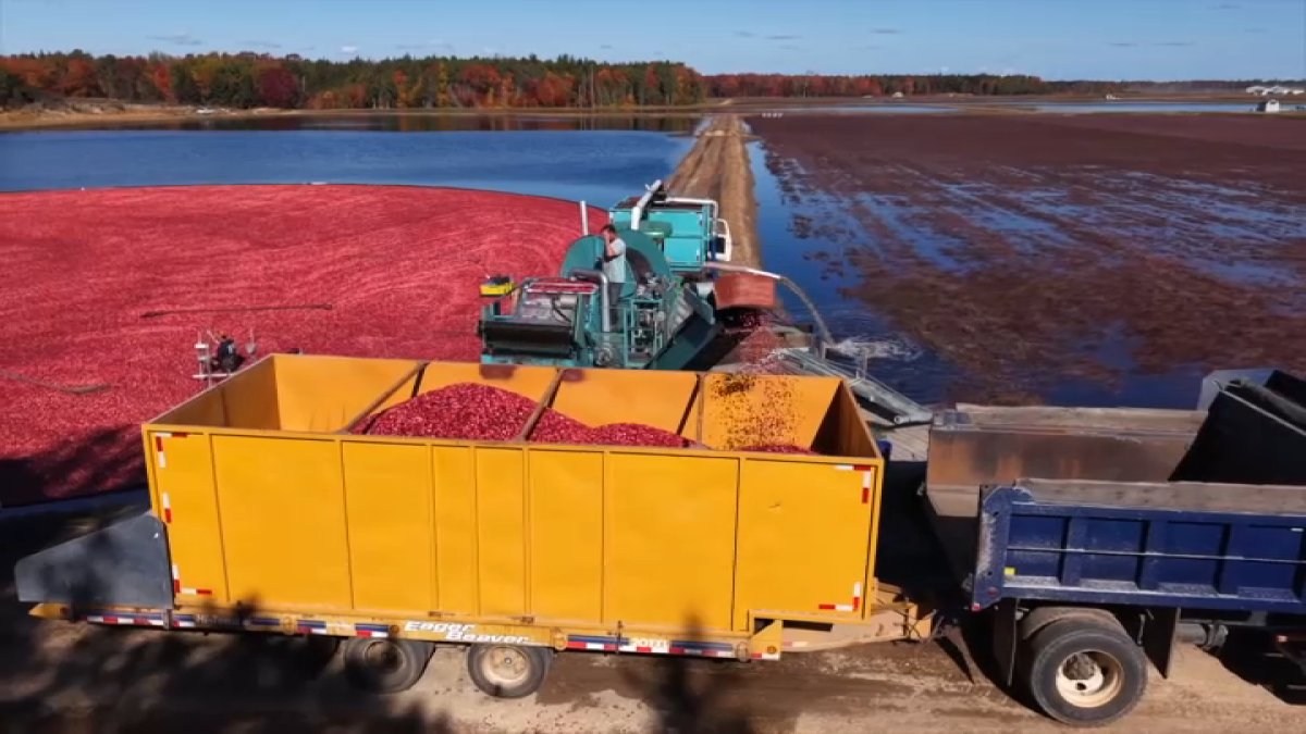 New Jersey cranberry harvest surges, but will Thanksgiving prices rise?
