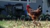 Rooster ban takes effect in Jersey Shore town after noise complaints