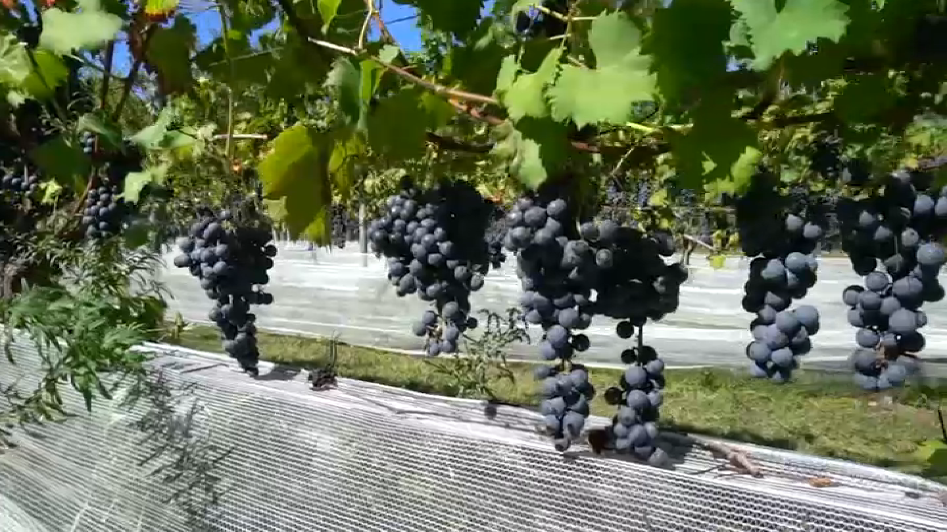 nbcphiladelphia.com - Isabel Sánchez - Camden County grape harvest highlights push to support NJ farmers