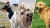 Three new dog breeds to debut at National Dog Show in Montgomery County