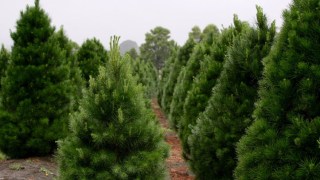 Wedding Band Lost for 15 Years Turns up at Christmas Tree Farm