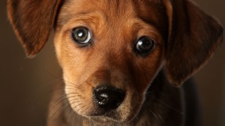 Paws by Claus: Santa Delivers for Animal Shelter