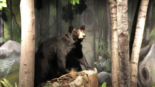 Black Bear Suspected of Killing Hiker in New Jersey Nature Preserve