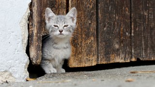 Kitten Survives Car Crash, Fends for Self Before Being Reunited With Shocked Family