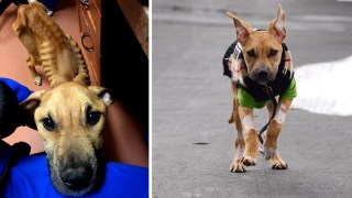 Once Skin & Bones, Rescue Dog Now Ready for Adoption