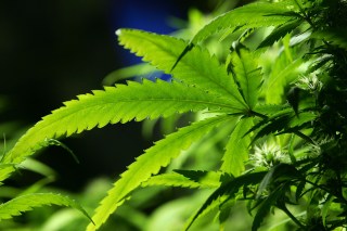 New Jersey Report Finds 3,600 Have Used Medical Marijuana