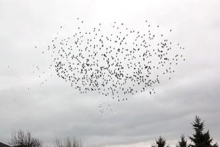 Weather Caused Bird Deaths During Storm: Official