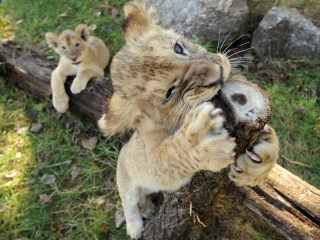 2 New Lions at the Cape May County Zoo