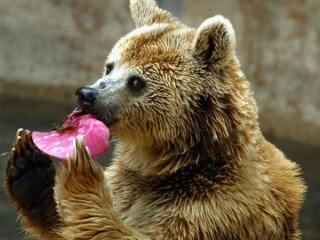 New Jersey Protesters Want to End Bear Hunt
