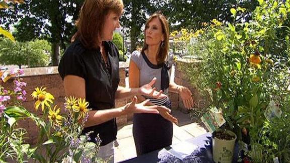 Gardening for the Birds, Bees, and Butterflies