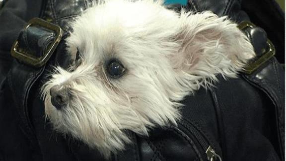Pamper Your Pets Despite 'Ruff' Economy