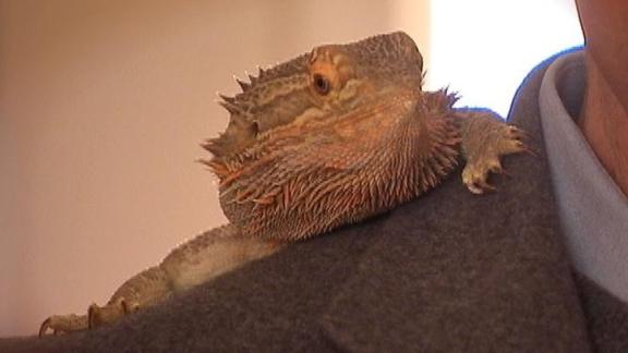 Dawn's Pet Project: The Vet Talks Reptiles