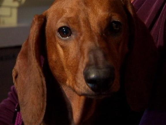 Paralyzed Dog Walks Again After Acupuncture