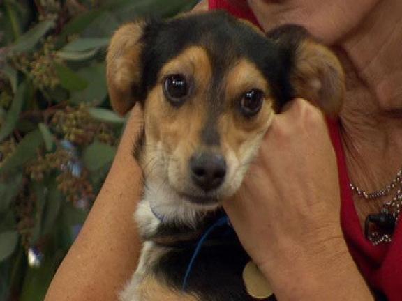 Pet Adoption