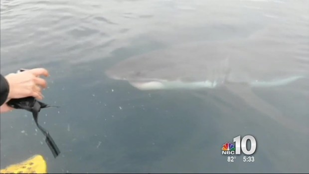 Great White Shark Sighting Off Cape May - NBC 10 Philadelphia