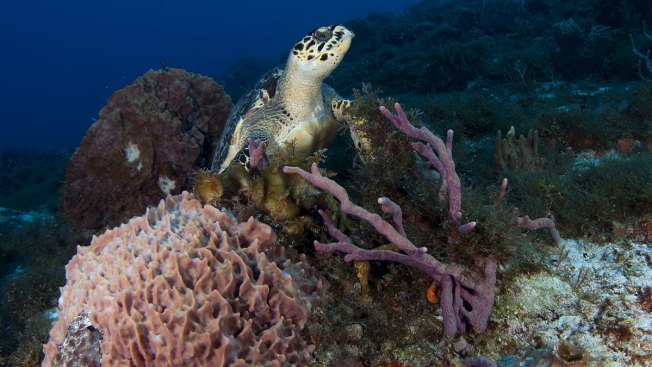 Î‘Ï€Î¿Ï„Î­Î»ÎµÏƒÎ¼Î± ÎµÎ¹ÎºÏŒÎ½Î±Ï‚ Î³Î¹Î± Coral Reef to get insured for the first time in the world