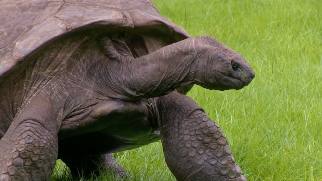 WATCH: Jonathan, World's Oldest Tortoise, Takes First Bath in 184 Years ...