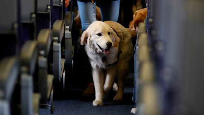 Delta cracks down on support animals on board after urination, biting incidents Delta cracks down on support animals on board after urination, biting incidents