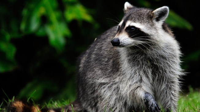 Dog Kills Raccoon With Rabies in Middle Township - NBC 10 Philadelphia